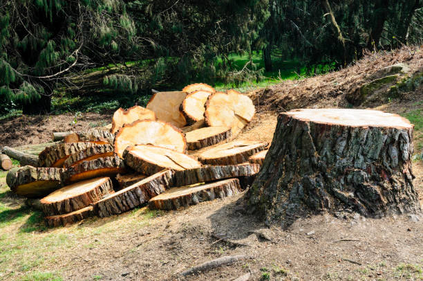Best Seasonal Cleanup (Spring/Fall)  in Fishhook, AK
